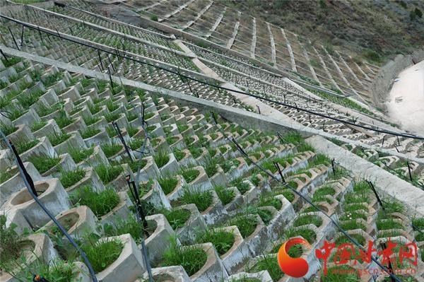 厚植绿色沃土 筑牢生态屏障——九州台片区水土保持综合试点项目显成效